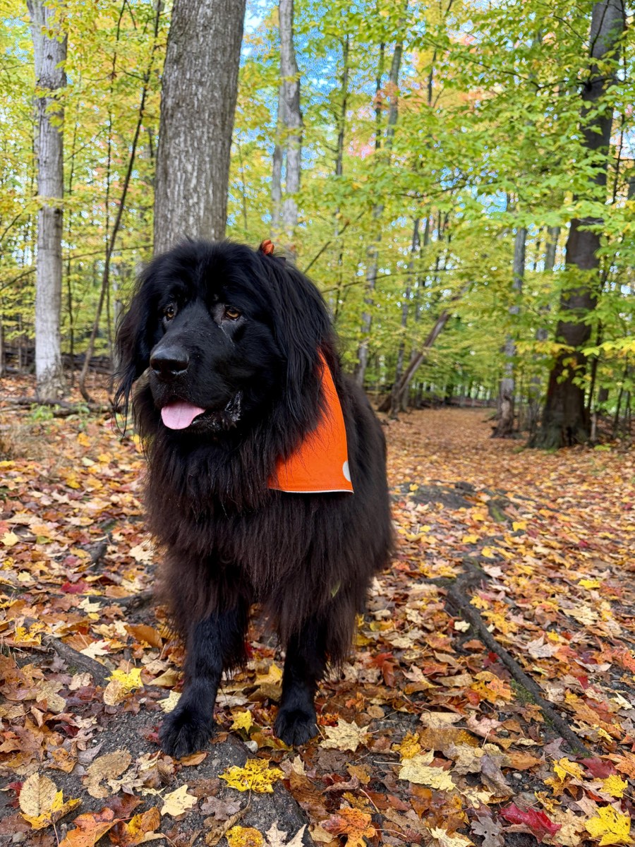 Poppy the Newfoundland on the trails at Grand Traverse Commons